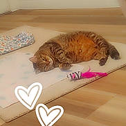 Tinky joined the competition — help win amazing prizes! cat, tabby, pet, indoor, floor, blanket, toy, feather, mat, wooden_floor, relaxed, cozy, cute, heart_doodle, feline, fur, animal, resting, home, comfort