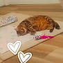 cat, tabby, pet, indoor, floor, blanket, toy, feather, mat, wooden_floor, relaxed, cozy, cute, heart_doodle, feline, fur, animal, resting, home, comfort