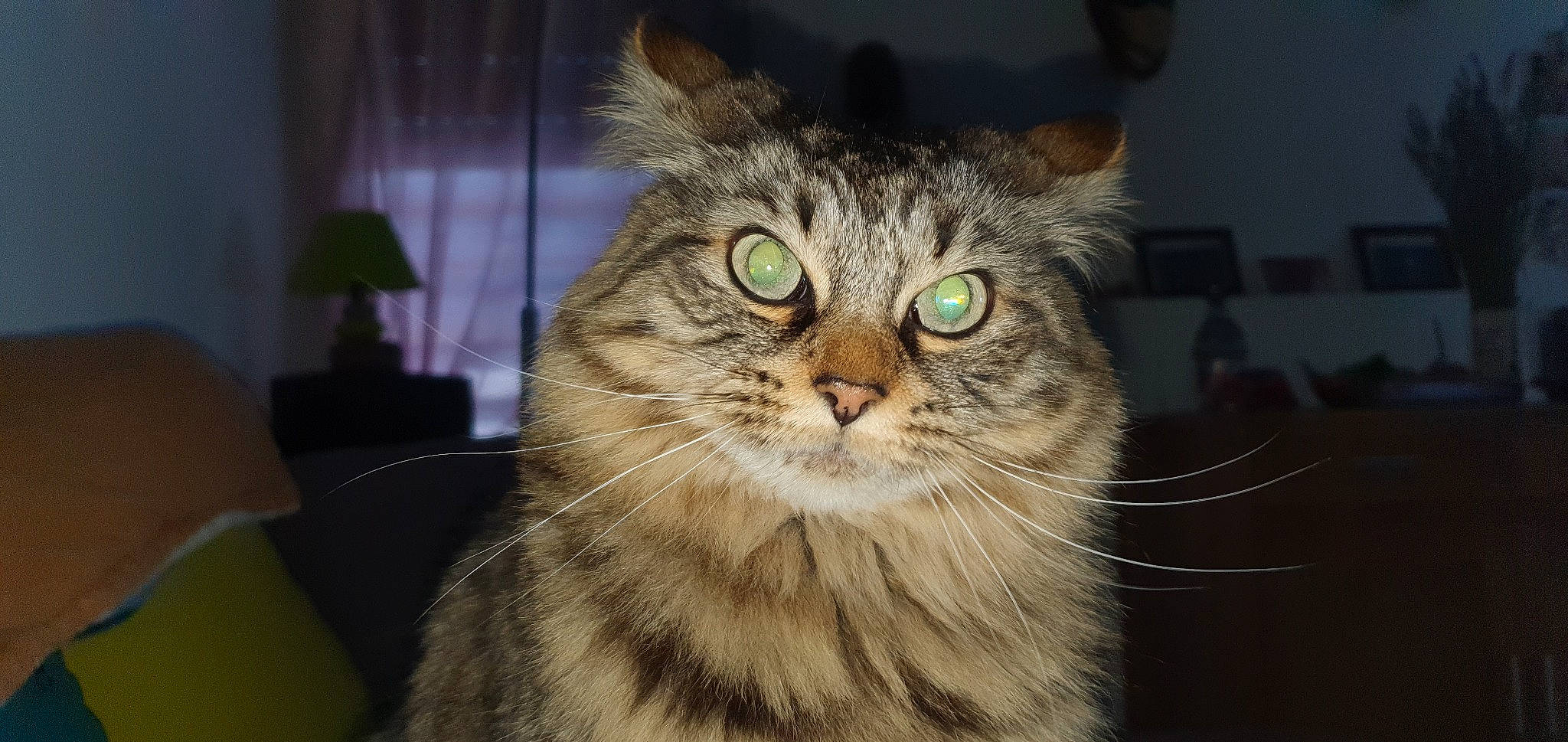 Izia participe au concours pour gagner de l'argent avec cette photo : carnivore, cat, domestic_short_haired_cat, eye, felidae, flowerpot, fur, hair, houseplant, plant, small_to_medium_sized_cats, snout, terrestrial_animal, whiskers