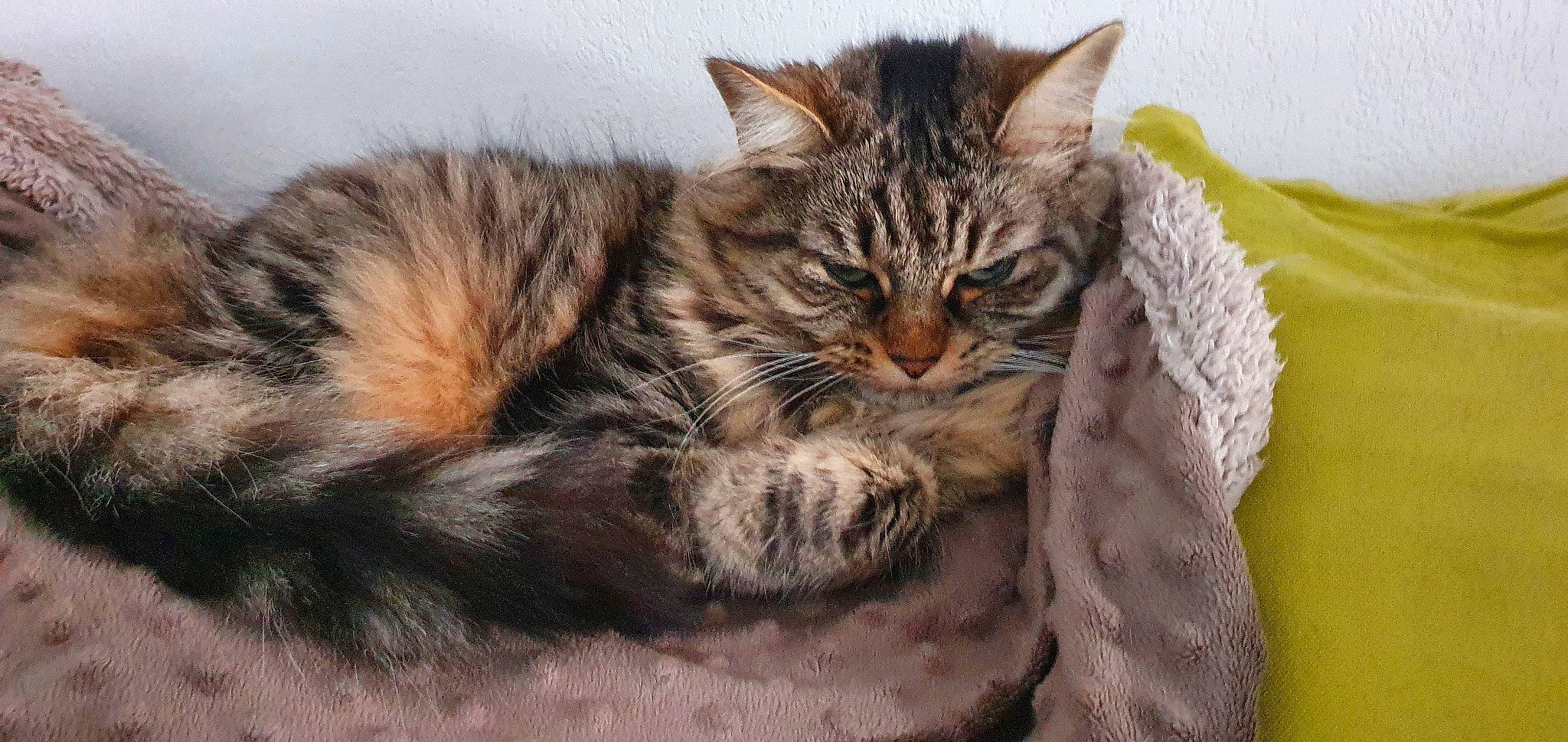 Izia participe au concours pour gagner de l'argent avec cette photo : carnivore, cat, claw, comfort, domestic_short_haired_cat, felidae, fur, paw, small_to_medium_sized_cats, snout, tail, terrestrial_animal, tree, whiskers, wildlife