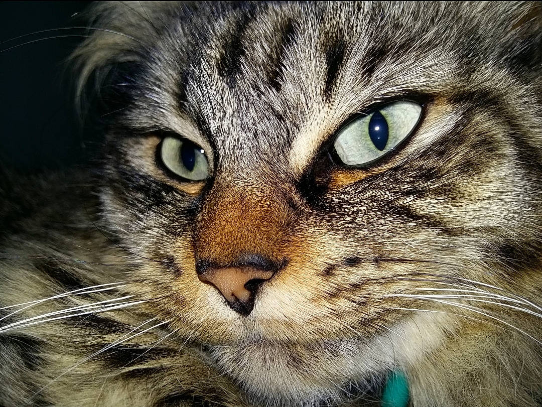 Izia a rejoint le concours — aidez-le/la à gagner de superbes lots ! carnivore, cat, close_up, domestic_short_haired_cat, eye, felidae, fur, grass, head, iris, photo_caption, plant, small_to_medium_sized_cats, snout, terrestrial_animal, tree, whiskers, wildlife