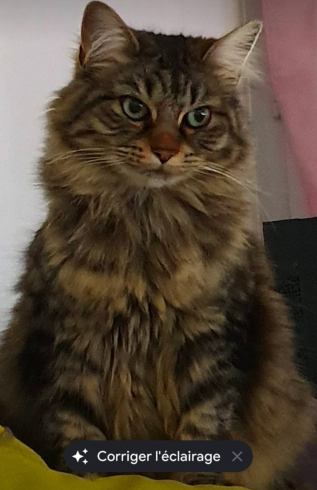 Izia participe au concours pour gagner de l'argent avec cette photo : box, british_longhair, carnivore, cat, domestic_short_haired_cat, fawn, felidae, fur, maine_coon, siberian, small_to_medium_sized_cats, snout, terrestrial_animal, whiskers