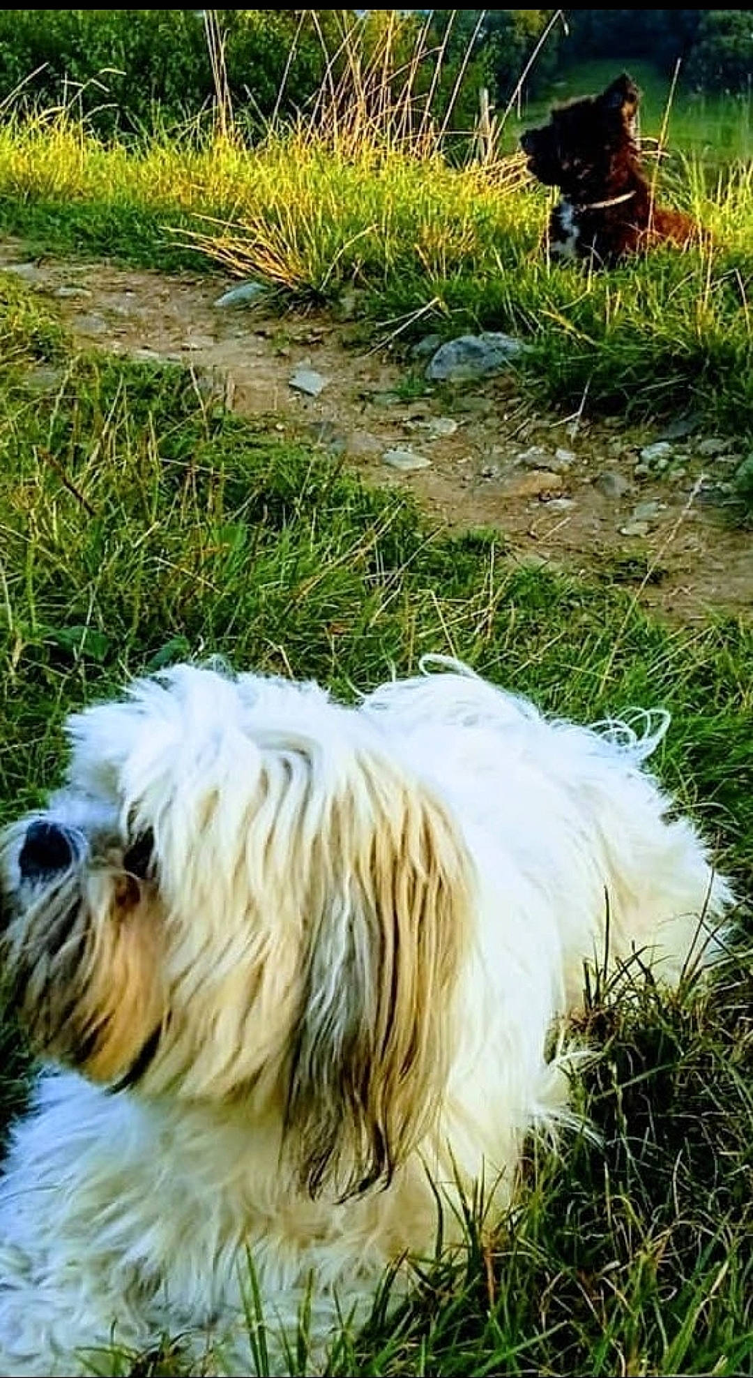 Wanda. participe au concours pour gagner de l'argent avec cette photo : carnivore, companion_dog, dog, dog_breed, dog_collar, fawn, giant_dog_breed, grass, grass_family, grassland, green, groundcover, mammal, plant, small_terrier, sporting_group, tail, terrier, toy_dog, working_animal