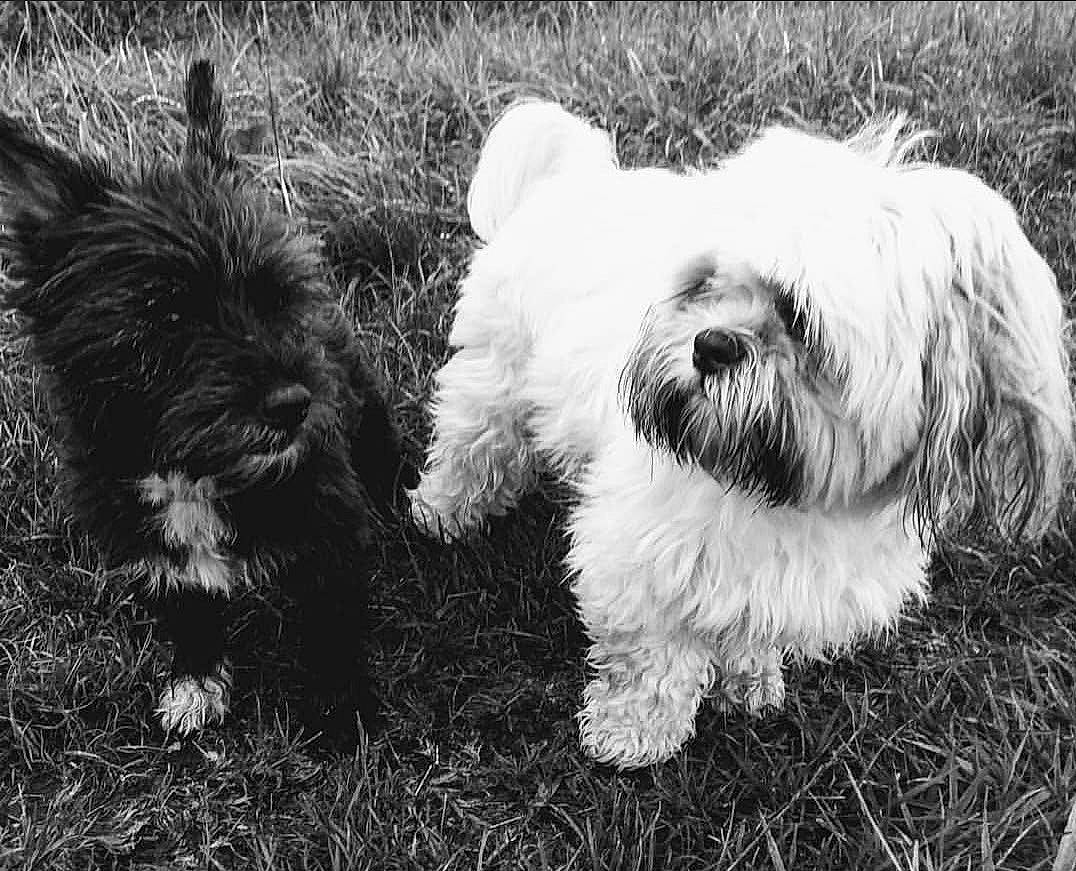 Wanda. participe au concours pour gagner de l'argent avec cette photo : canidae, carnivore, companion_dog, dog, dog_breed, fur, grass, maltepoo, monochrome, monochrome_photography, plant, shih_poo, small_terrier, snout, sporting_group, terrestrial_animal, terrier, toy_dog, water_dog, working_animal