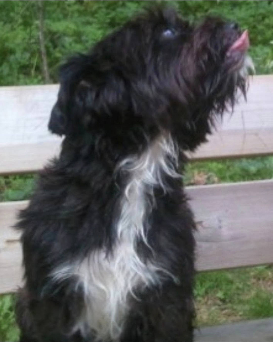 Wanda. a rejoint le concours — aidez-le/la à gagner de superbes lots ! canidae, carnivore, collar, companion_dog, dog, dog_breed, dog_collar, dog_supply, fur, grass, liver, small_terrier, snout, sporting_group, tail, terrier, toy_dog, water_dog, working_animal, working_dog