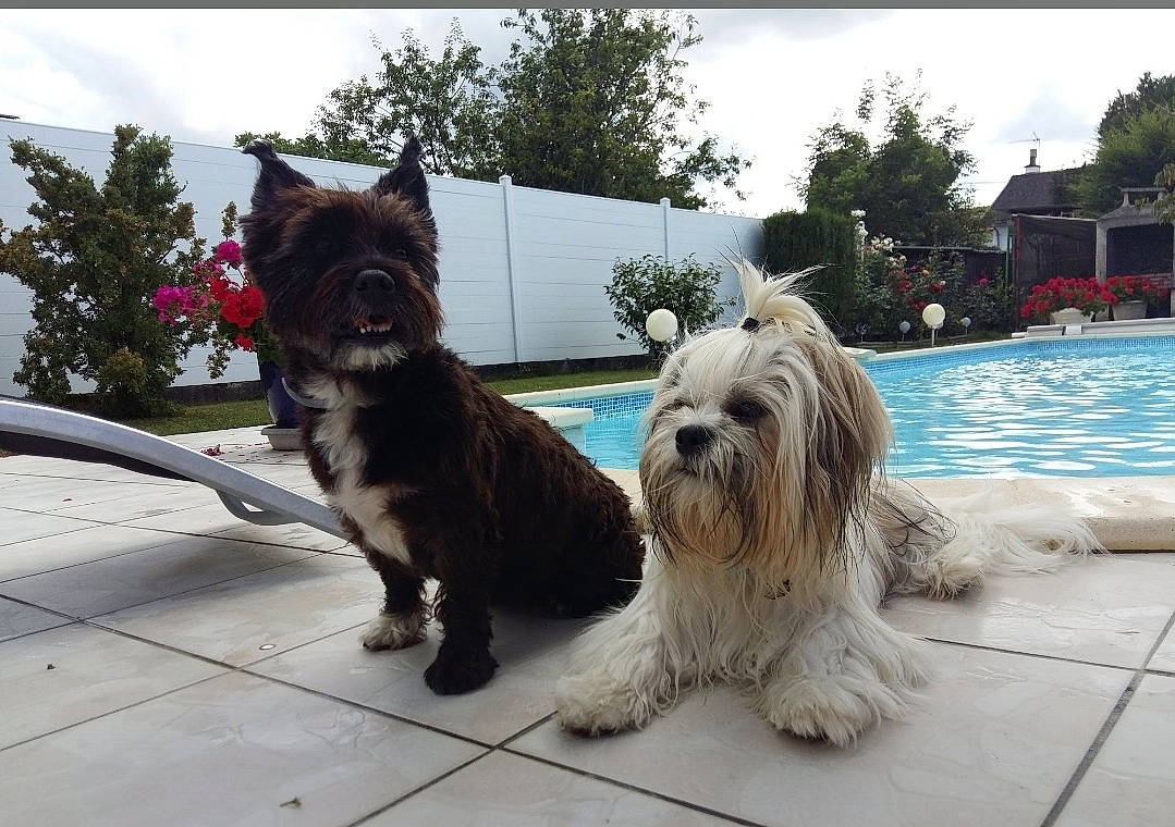 Wanda. a rejoint le concours — aidez-le/la à gagner de superbes lots ! carnivore, cloud, collar, companion_dog, dog, dog_breed, dog_collar, dog_supply, fawn, grass, mammal, plant, sky, snout, swimming_pool, toy_dog, tree, vertebrate, water, working_animal