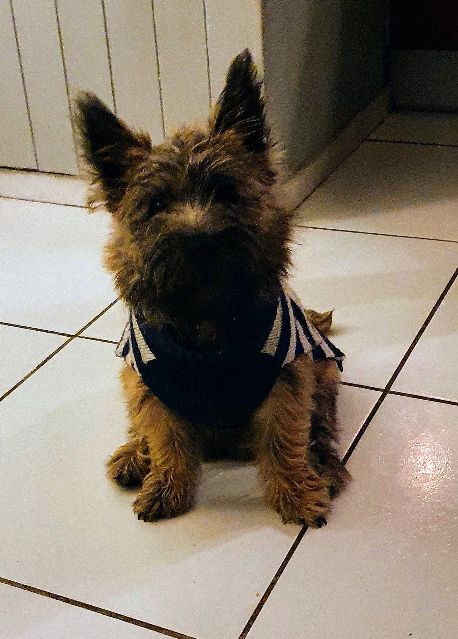 Summer participe au concours pour gagner de l'argent avec cette photo : biewer_terrier, canidae, carnivore, collar, companion_dog, dog, dog_breed, dog_collar, dog_supply, fashion_accessory, flooring, fur, liver, small_terrier, snout, sporting_group, tail, terrier, toy_dog, working_animal