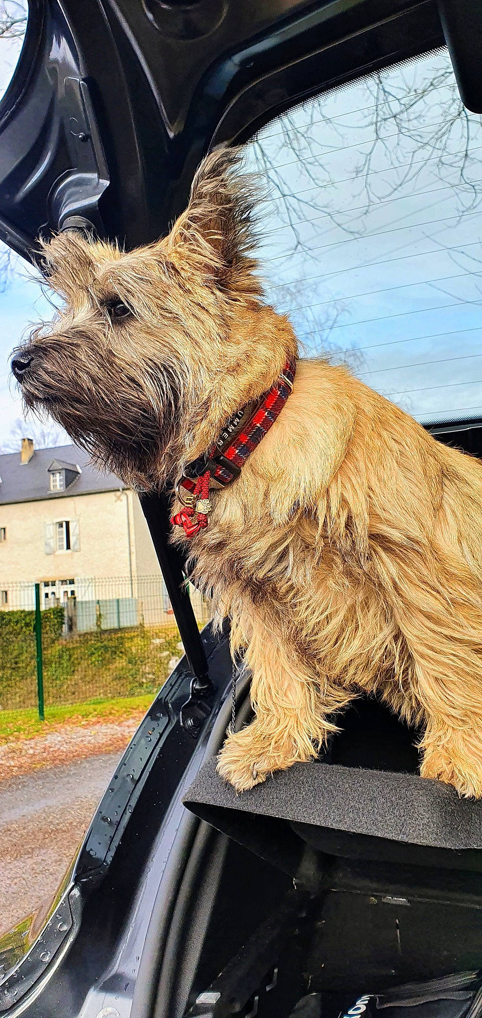 Summer a rejoint le concours — aidez-le/la à gagner de superbes lots ! carnivore, collar, companion_dog, dog, dog_breed, dog_collar, dog_supply, fashion_accessory, fur, leash, liver, pet_supply, plant, sky, small_terrier, snout, sporting_group, terrier, working_animal, working_terrier