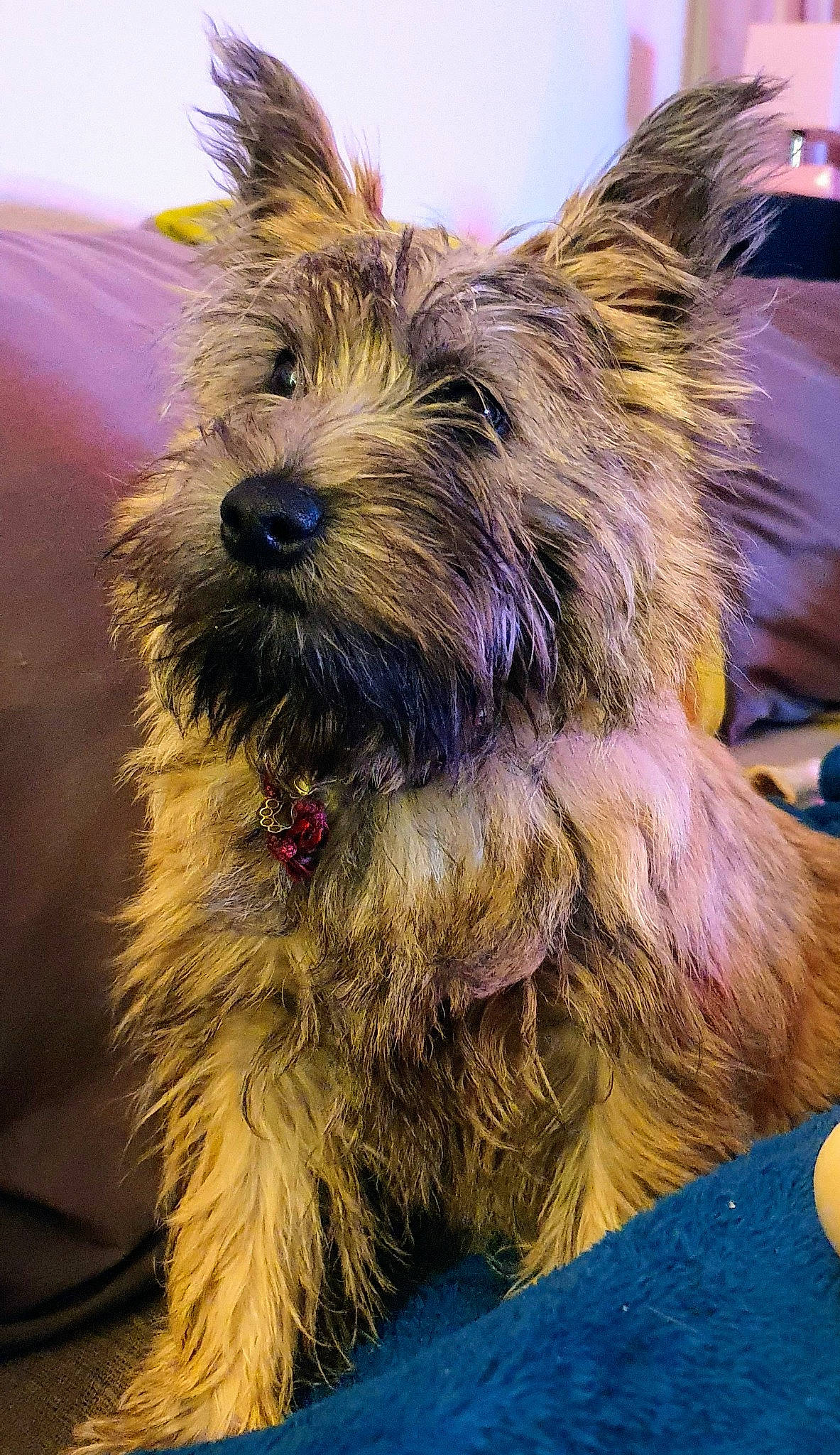 Summer participe au concours pour gagner de l'argent avec cette photo : australian_terrier, biewer_terrier, canidae, carnivore, companion_dog, dog, dog_breed, dog_supply, event, fawn, fur, liver, small_terrier, snout, sporting_group, terrier, toy_dog, working_animal, yorkipoo