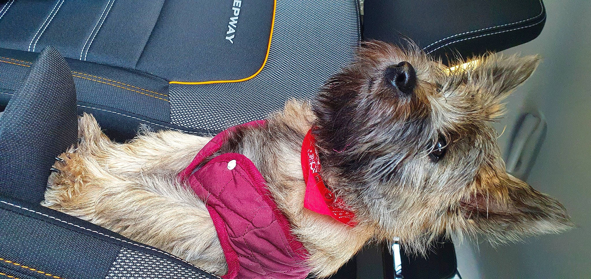 Summer participe au concours pour gagner de l'argent avec cette photo : camera, carnivore, collar, companion_dog, dog, dog_breed, dog_clothes, dog_collar, dog_supply, fawn, felidae, fur, luggage_and_bags, pet_supply, small_terrier, snout, sporting_group, terrier, toy_dog, working_animal