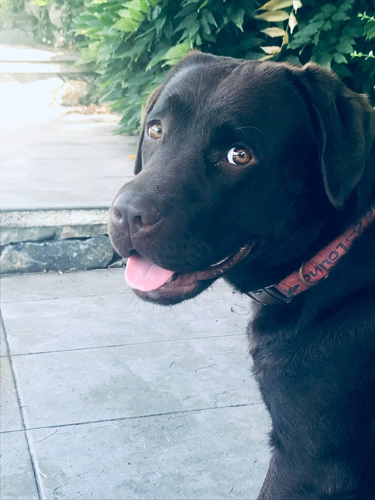 Raja De Pont Barreau