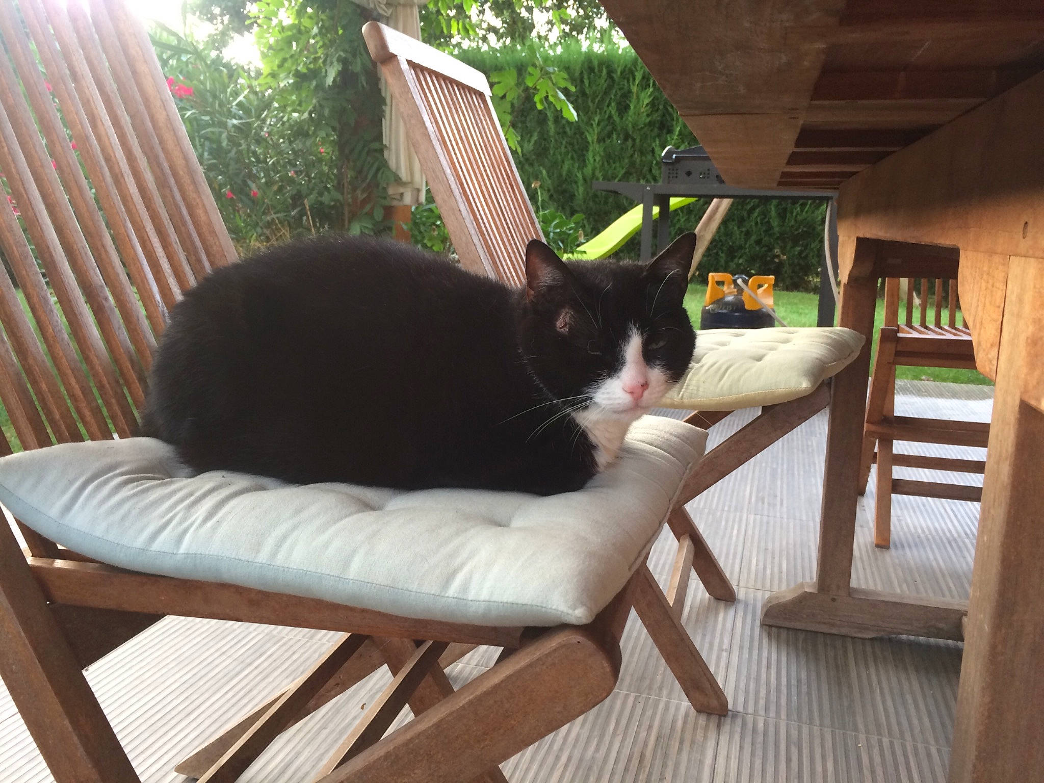 Pacha participe au concours pour gagner de l'argent avec cette photo : black_cat, carnivore, cat, chair, comfort, felidae, furniture, house, interior_design, plant, room, small_to_medium_sized_cats, table, tail, whiskers