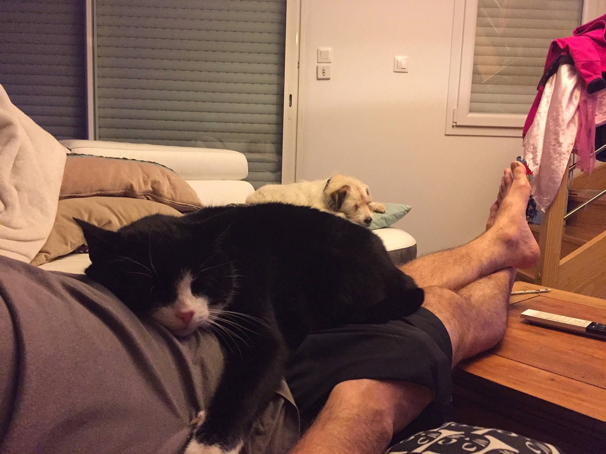 Pacha a rejoint le concours — aidez-le/la à gagner de superbes lots ! black_cat, carnivore, cat, comfort, felidae, floor, flooring, fur, furniture, hand, human, human_leg, lap, leg, nap, shoulder, small_to_medium_sized_cats, square, tail, whiskers