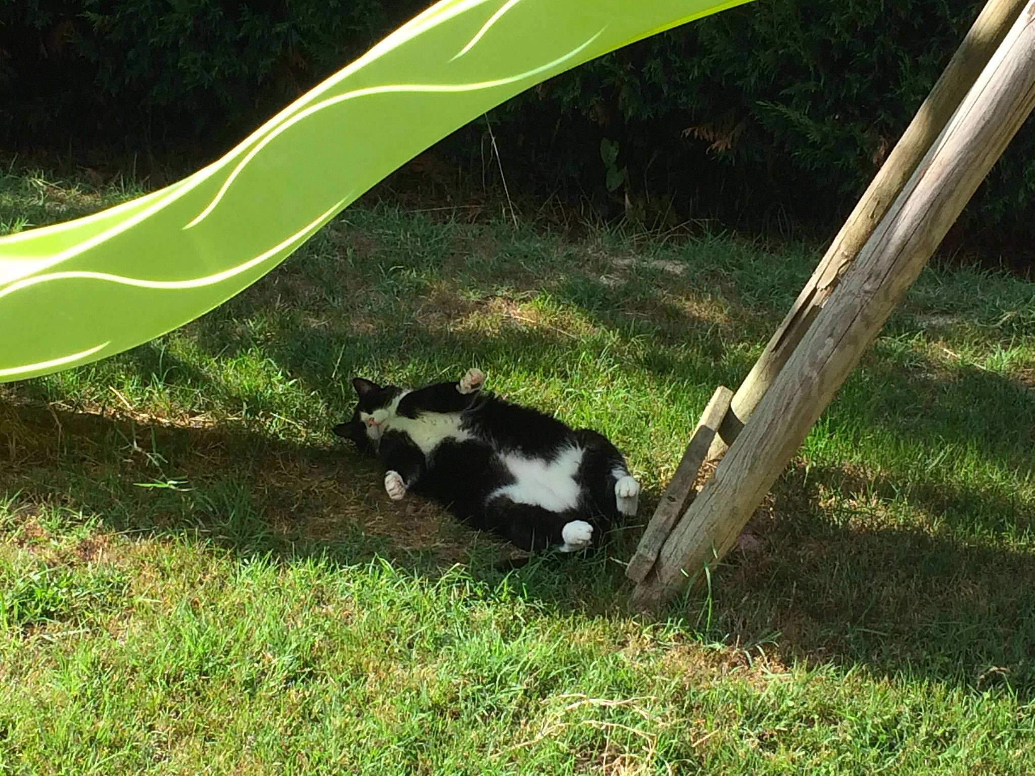 Pacha participe au concours pour gagner de l'argent avec cette photo : grass, green, leaf, plant, tail, tree
