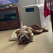 Pacco participe au concours pour gagner de l'argent avec cette photo : dog, indoor, floor, pillow, lying_down, brown_dog, relaxed, canine, pet, television, furniture, wooden_cabinet, air_conditioner, table, tablecloth, tile_floor, resting, domestic_animal, living_room, comfortable