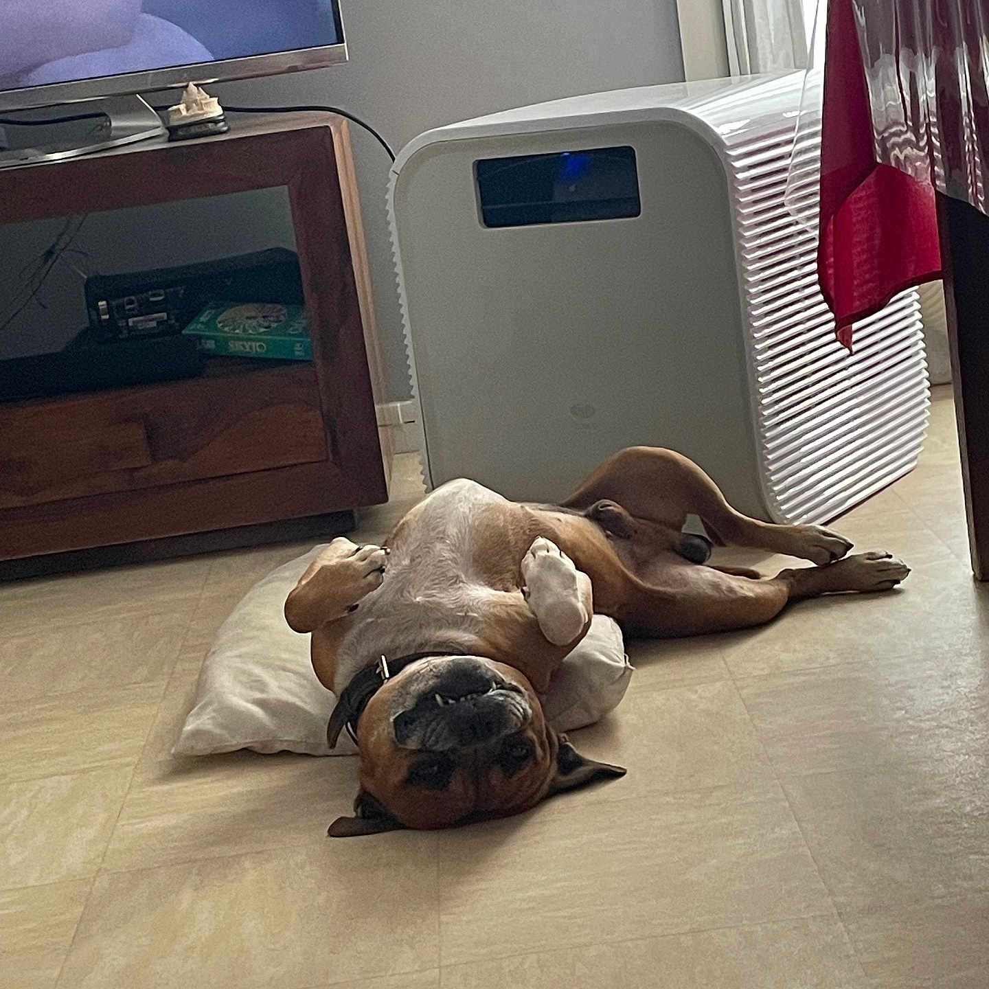 Pacco participe au concours pour gagner de l'argent avec cette photo : dog, indoor, floor, pillow, lying_down, brown_dog, relaxed, canine, pet, television, furniture, wooden_cabinet, air_conditioner, table, tablecloth, tile_floor, resting, domestic_animal, living_room, comfortable