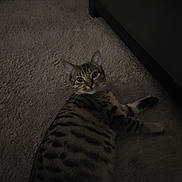 Rocky joined the competition — help win amazing prizes! cat, tabby, animal, pet, indoor, carpet, floor, feline, striped, laying_down, looking, curious, domestic_animal, mammal, whiskers, ears, paws, home, relaxed, quiet