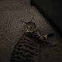 cat, tabby, animal, pet, indoor, carpet, floor, feline, striped, laying_down, looking, curious, domestic_animal, mammal, whiskers, ears, paws, home, relaxed, quiet