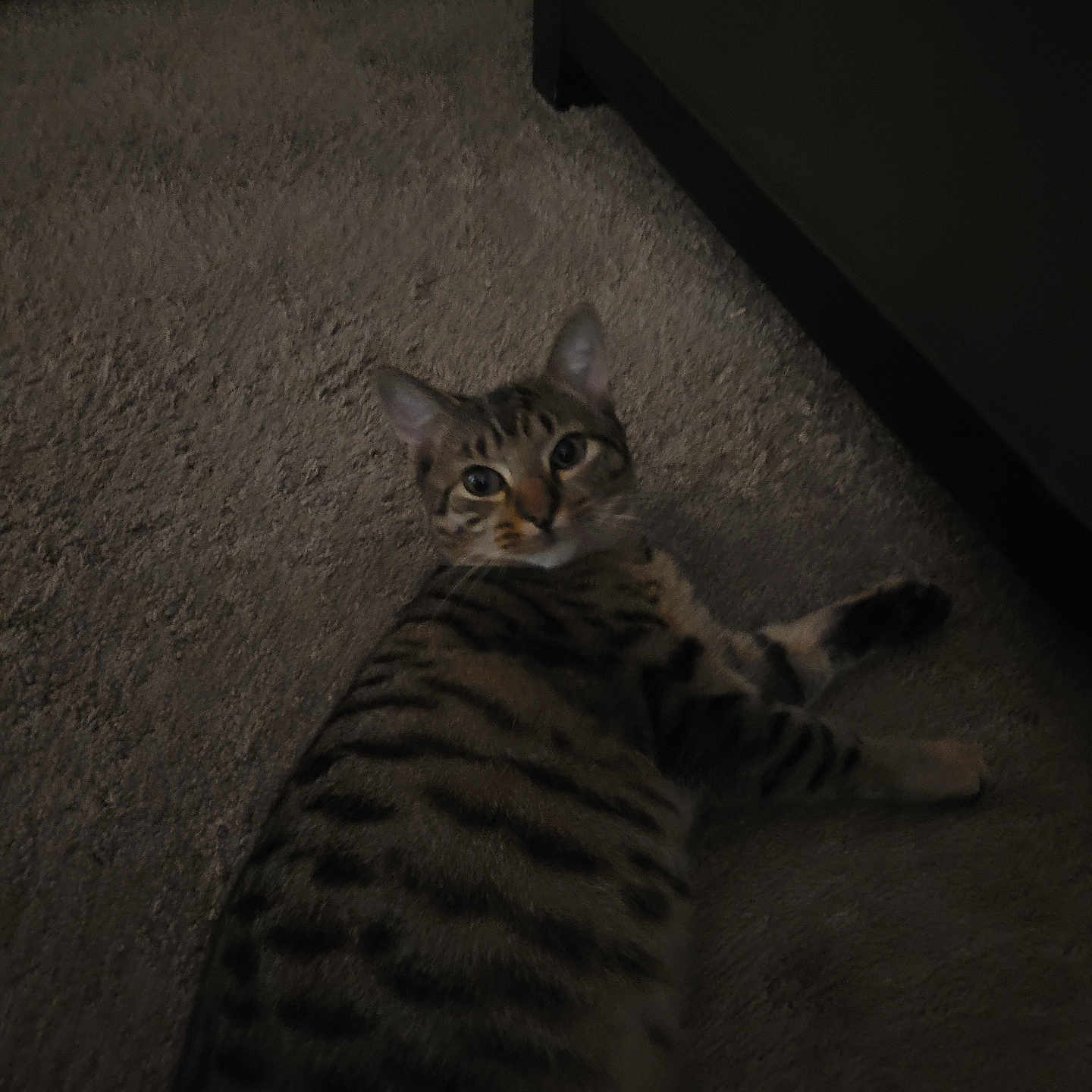 Rocky joined the competition — help win amazing prizes! animal, carpet, cat, curious, domestic_animal, ears, feline, floor, home, indoor, laying_down, looking, mammal, paws, pet, quiet, relaxed, striped, tabby, whiskers