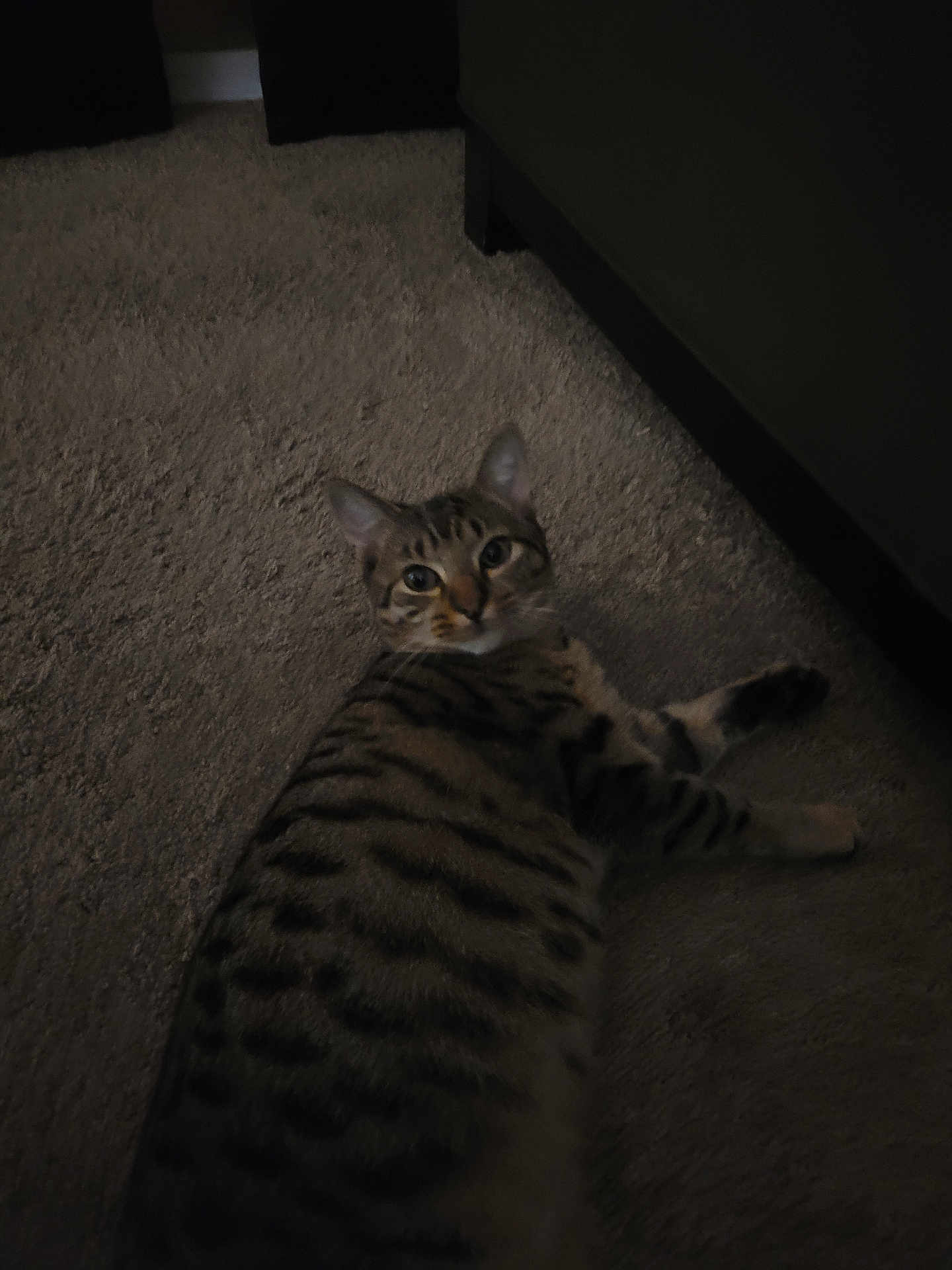 Rocky joined the competition — help win amazing prizes! cat, tabby, animal, pet, indoor, carpet, floor, feline, striped, laying_down, looking, curious, domestic_animal, mammal, whiskers, ears, paws, home, relaxed, quiet