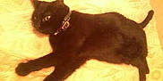 Choupette participe au concours pour gagner de l'argent avec cette photo :