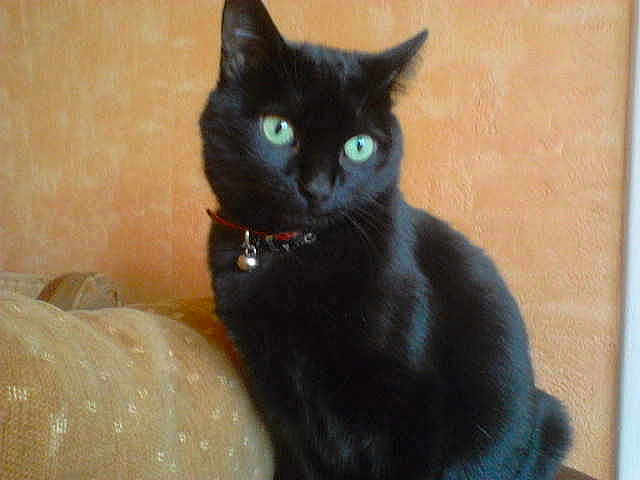 Choupette