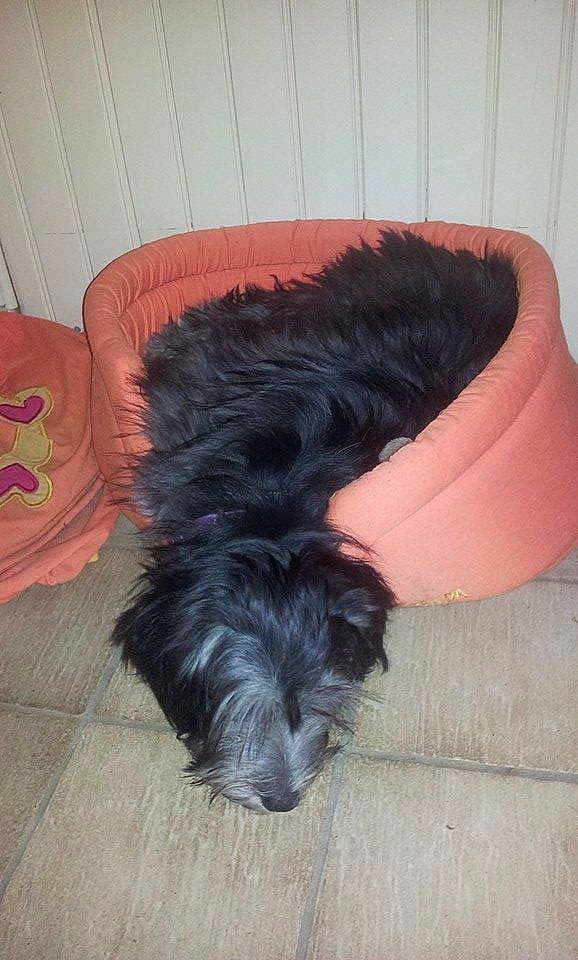 Nala