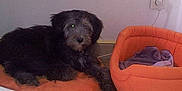 Nala participe au concours pour gagner de l'argent avec cette photo :