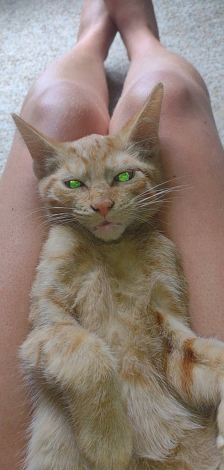 Jasper And Tigger is registered to the contest to win money with this photo: carnivore, cat, claw, domestic_short_haired_cat, fawn, felidae, fur, paw, photo_caption, small_to_medium_sized_cats, snout, tail, terrestrial_animal, whiskers, window