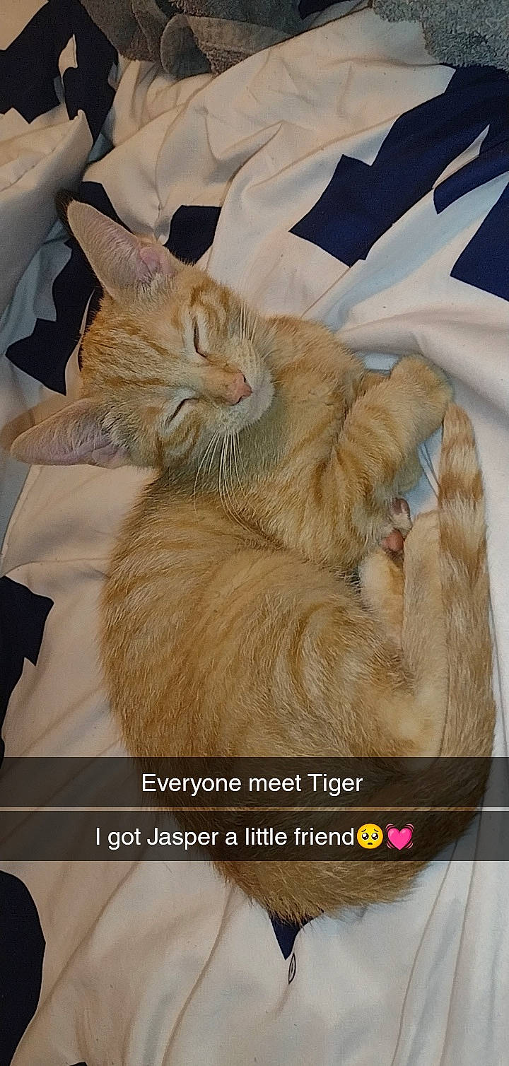 Jasper And Tigger joined the competition — help win amazing prizes! carnivore, cat, cat_bed, claw, comfort, domestic_short_haired_cat, fawn, felidae, font, foot, fur, gesture, nap, paw, photo_caption, sleep, small_to_medium_sized_cats, snout, tail, whiskers