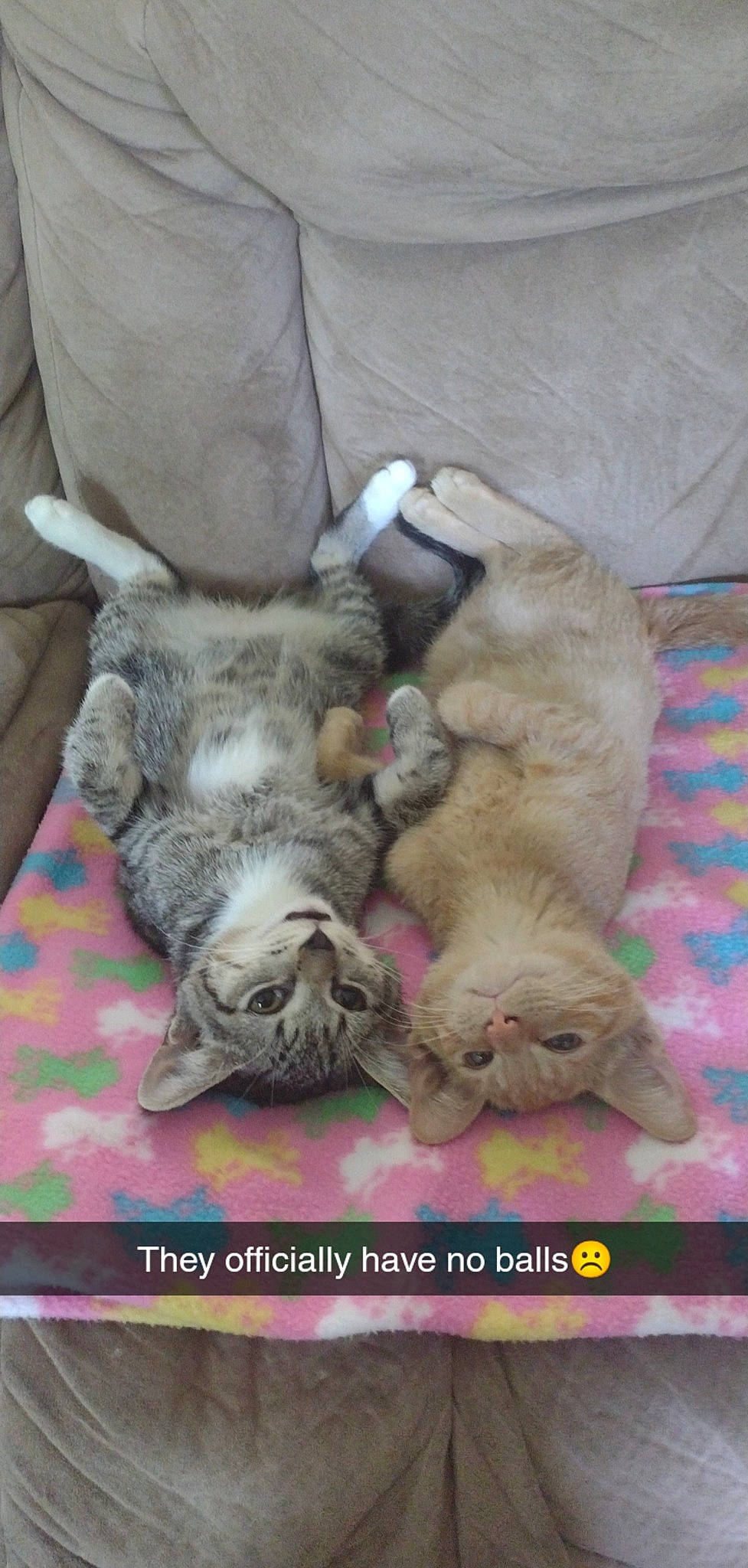 Jasper And Tigger is registered to the contest to win money with this photo: carnivore, cat, claw, comfort, domestic_short_haired_cat, fawn, felidae, fur, linens, nap, paw, photo_caption, sleep, small_to_medium_sized_cats, tail, whiskers