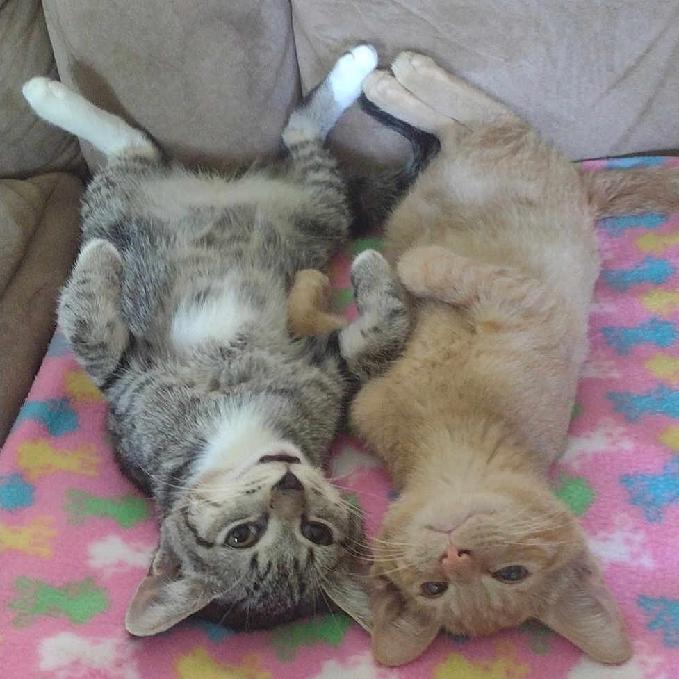 Jasper And Tigger