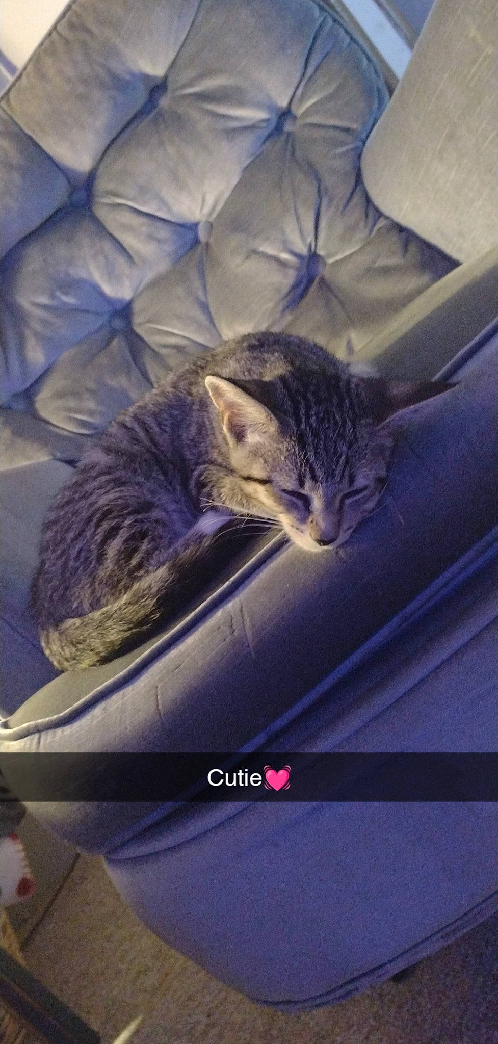 Jasper And Tigger joined the competition — help win amazing prizes! automotive_exterior, carnivore, cat, cloud, comfort, darkness, domestic_short_haired_cat, electric_blue, felidae, fur, hug, metal, mountain, photo_caption, sky, small_to_medium_sized_cats, square, tail, vehicle_door, whiskers