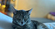 Estrella joined the competition — help win amazing prizes! cat, tabby, sleeping, pet, indoor, cozy, feline, animal, relaxed, resting, whiskers, fur, cute, domestic, mammal, bed, soft, peaceful, closeup, sleep