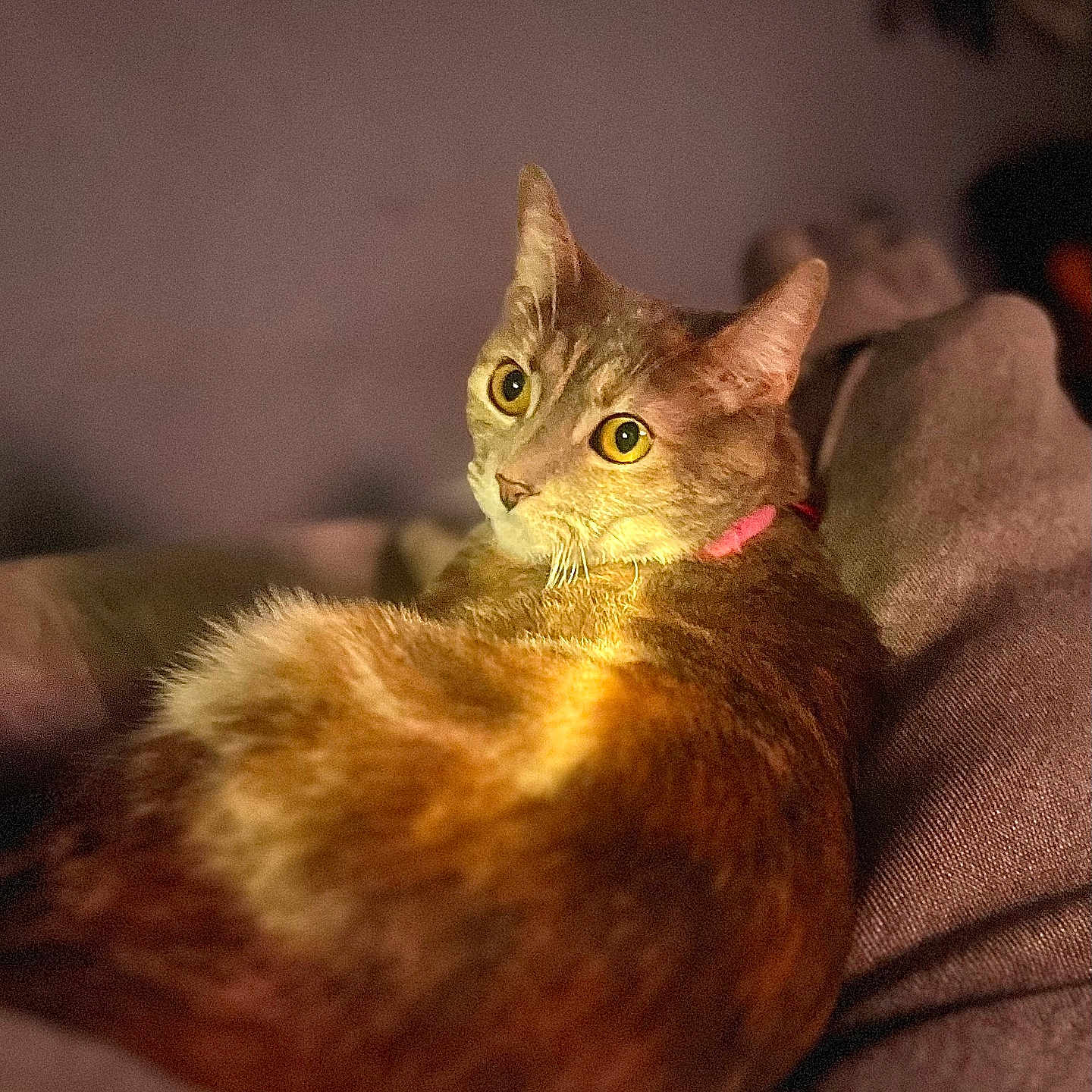 Estrella is registered to the contest to win money with this photo: cat, orange_tabby, pet, feline, animal, indoor, couch, furniture, relaxed, cozy, soft_light, fur, whiskers, ears, eyes, collar, domestic_cat, resting, living_room, closeup