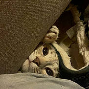 Estrella joined the competition — help win amazing prizes! cat, peeking, couch, paw, curious, indoor, cozy, feline, hiding, closeup, fur, eyes, whiskers, pet, animal, soft, texture, cushion, shadow, quiet