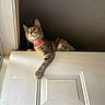 Estrella joined the competition — help win amazing prizes! cat, tabby_cat, indoor, door, white_door, curious, pink_collar, yellow_eyes, pet, feline, animal, household, doorframe, looking_up, resting, paw, wall, domestic_cat, closeup, cute