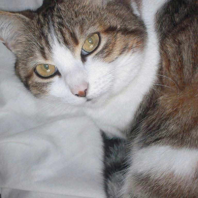 Kitty a rejoint le concours — aidez-le/la à gagner de superbes lots ! abyssinian, angora, animal, blanket, cat, egyptiancat, kitten, manx, pet