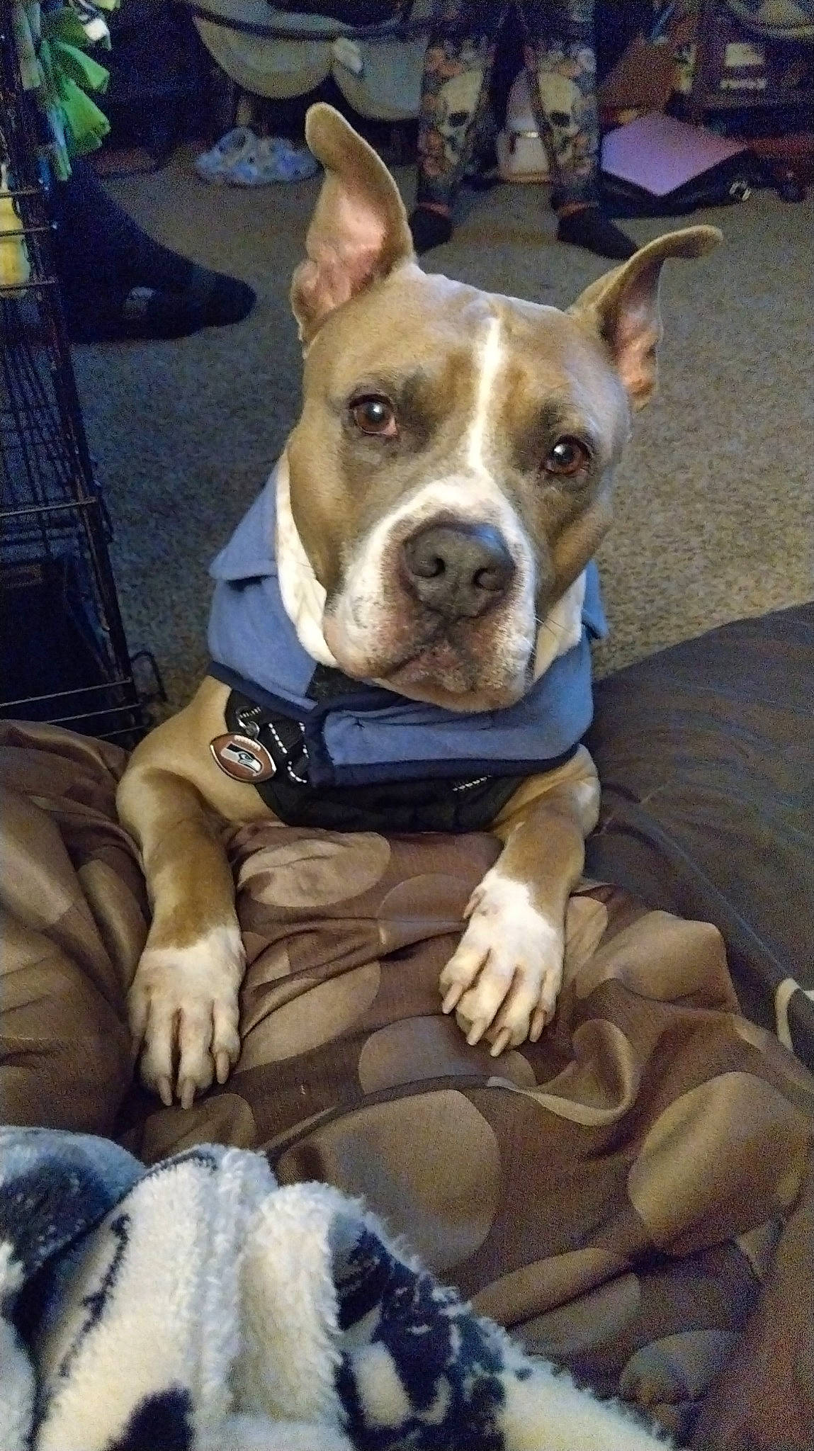 Maui joined the competition — help win amazing prizes! ancient_dog_breeds, canidae, carnivore, collar, comfort, companion_dog, dog, dog_breed, dog_collar, dog_supply, fawn, fur, hound, non_sporting_group, snout, sporting_group, wheel, whiskers, working_animal