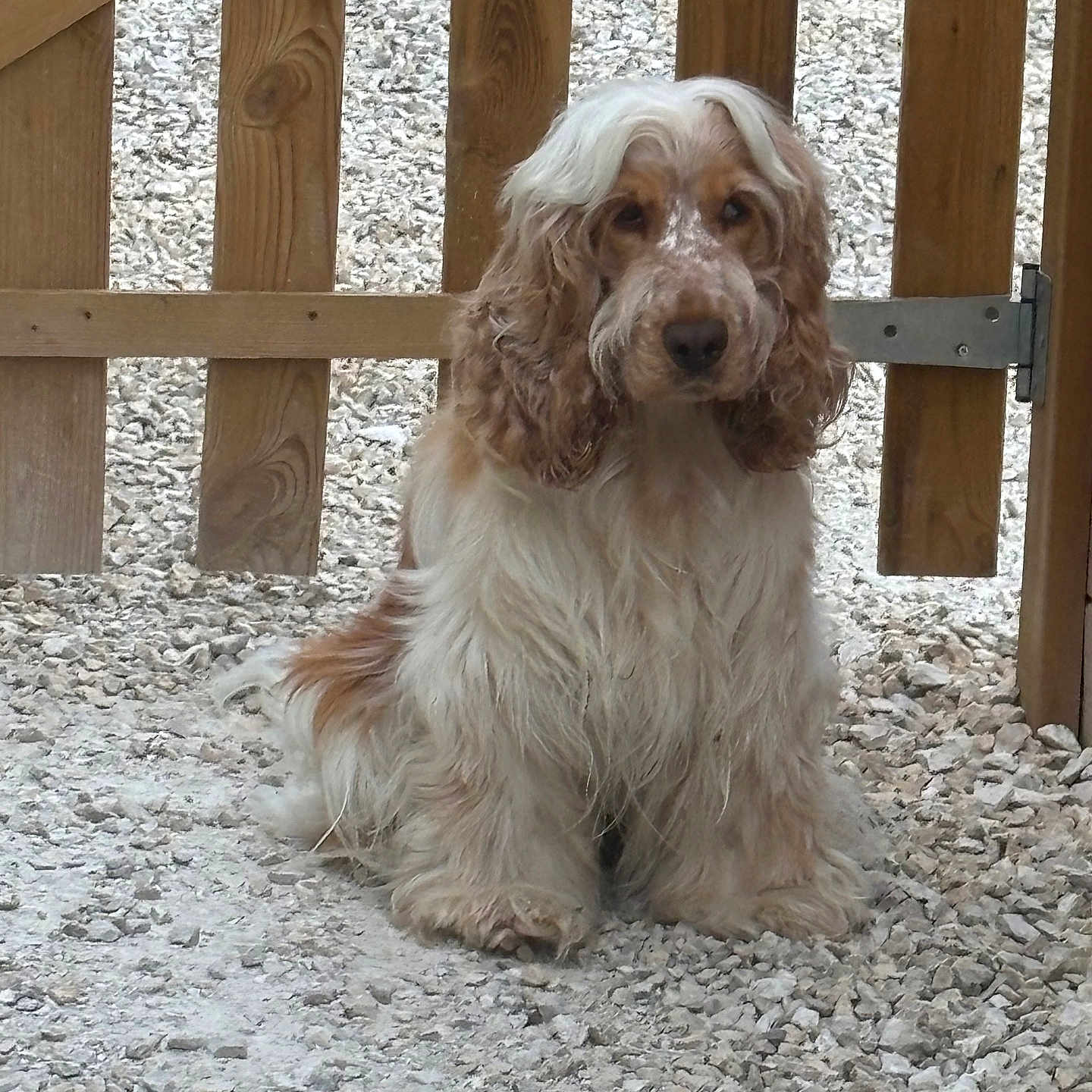 Maya participe au concours pour gagner de l'argent avec cette photo : animal, brown, canine, cute, dog, ears, fence, fluffy, front_view, fur, gravel, long_hair, muzzle, outdoor, pet, portrait, quiet, sitting, white, wooden_gate