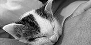 Milky participe au concours pour gagner de l'argent avec cette photo : abyssinian, adult, animal, bodypart, cat, face, finger, hand, head, kitten, male, man, manx, person, pet, photography, portrait, rabbit, siamese, sleeping
