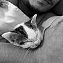 abyssinian, adult, animal, bodypart, cat, face, finger, hand, head, kitten, male, man, manx, person, pet, photography, portrait, rabbit, siamese, sleeping