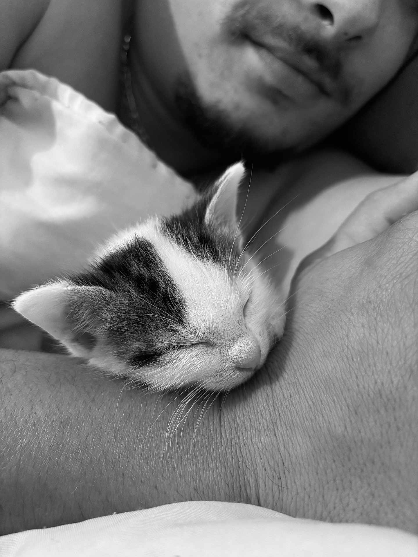 Milky participe au concours pour gagner de l'argent avec cette photo : abyssinian, adult, animal, bodypart, cat, face, finger, hand, head, kitten, male, man, manx, person, pet, photography, portrait, rabbit, siamese, sleeping