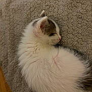 Milky participe au concours pour gagner de l'argent avec cette photo : abyssinian, angora, animal, cat, couch, furniture, hardwood, kitten, manx, person, pet, siamese, sleeping, wood