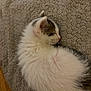 abyssinian, angora, animal, cat, couch, furniture, hardwood, kitten, manx, person, pet, siamese, sleeping, wood