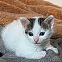 Milky a rejoint le concours — aidez-le/la à gagner de superbes lots ! abyssinian, angora, animal, blanket, cat, kitten, manx, pet, quilt, siamese