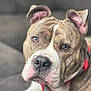 Koko is registered to the contest to win money with this photo: dog, brindle, white, portrait, close_up, pet, canine, collar, indoor, couch, relaxed, animal, ears, snout, fur, eyes, muzzle, domestic_animal, companion, friendly