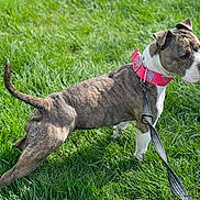 Koko is registered to the contest to win money with this photo: dog, brindle, collar, pink_collar, leash, grass, outdoor, pet, canine, alert, standing, sunlight, muscular, animal, nature, green, daytime, looking_away, fur, park