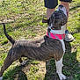 Koko joined the competition — help win amazing prizes! dog, brindle, collar, grass, person, shorts, shoes, outdoor, sunlight, shadow, pet, animal, canine, looking_up, standing, ears_up, alert, nature, daylight, playful
