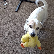 Petey is registered to the contest to win money with this photo: dog, toy, yellow_duck, carpet, indoor, pet, playful, white_dog, brown_patches, animal, pet_toy, floor, domestic, cute, standing, looking_up, fur, ears, tail, collar